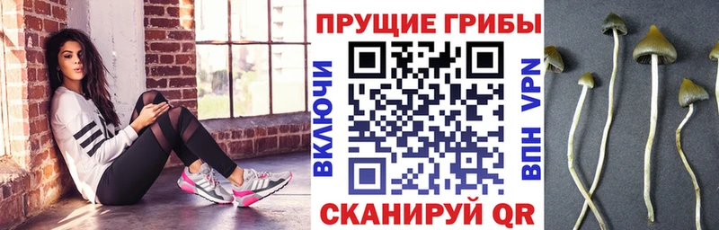 Купить где  Сосновка  Псилоцибиновые грибы ЛСД 